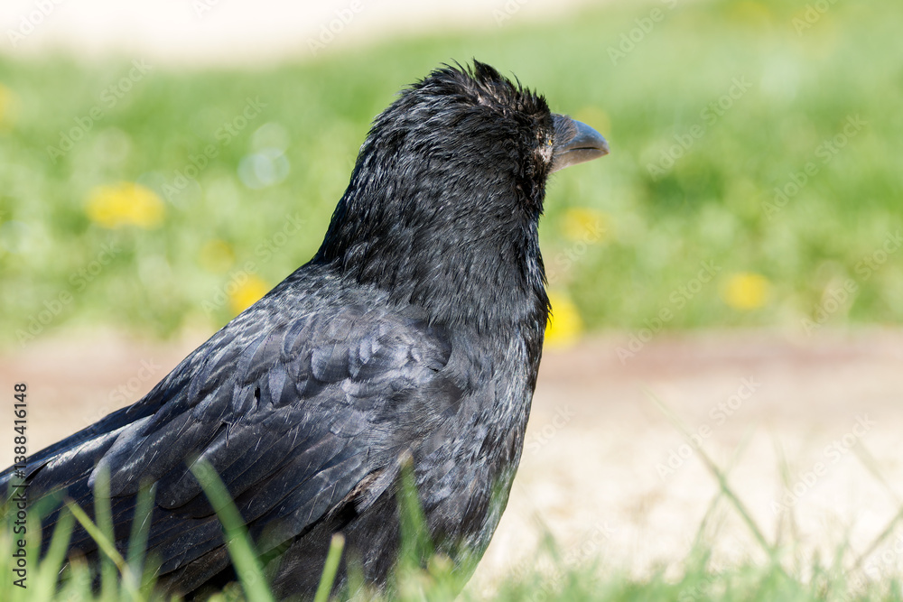 Obraz premium Corneille noire (Corvus corone) 