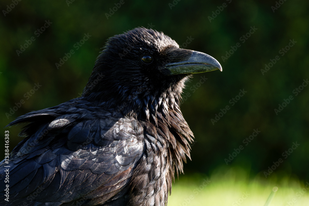 Obraz premium Corneille noire (Corvus corone) 