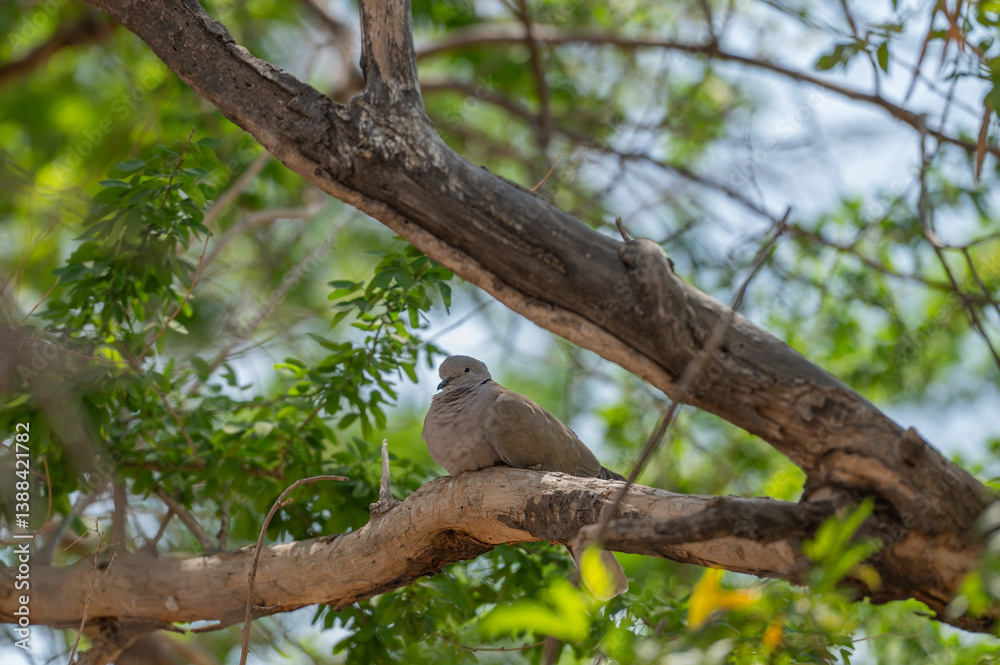 Fototapeta premium paloma Streptopelia decaocto