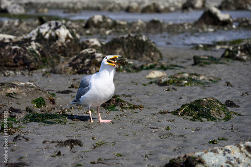 Gull with small sea star in it’s mouth trying to swallow it’s meal whole, marine life at low tide in Puget Sound, Golden Gardens park, Seattle, Washington
