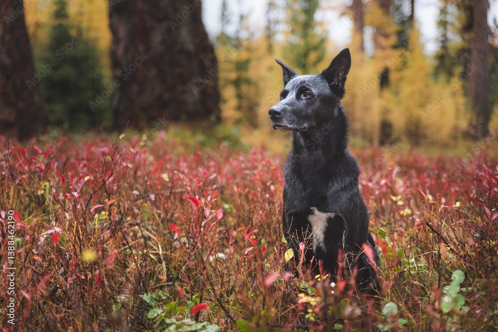 Dog Modeling In Autumn Forest Dog Modeling In Autumn Forest