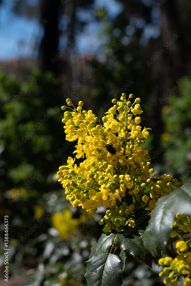 Bee approaching yellow Berberis aquifolium flower Bee approaching yellow Berberis aquifolium flower
