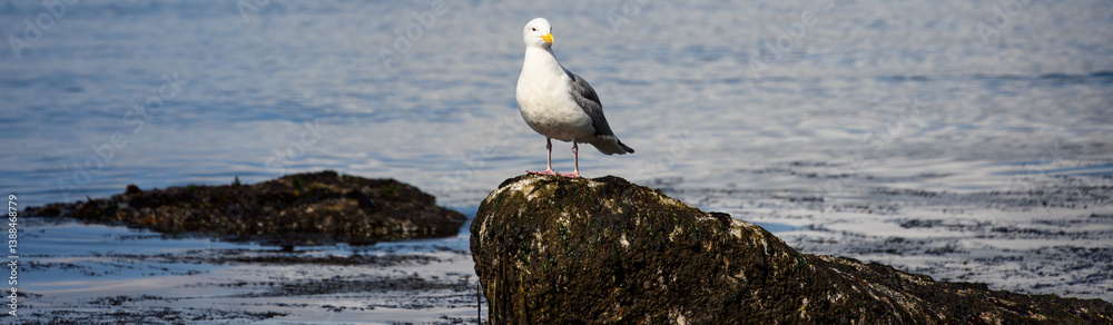 Gull standing on wet large kelp covered rock at low tide on Puget Sound, focused on finding food, Golden Gardens park, Seattle, Washington
Gull standing on wet large kelp covered rock at low tide on Puget Sound, focused on finding food, Golden Gardens park, Seattle, Washington