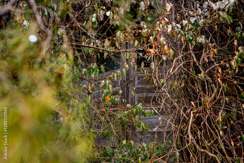 Overgrown Dorrway