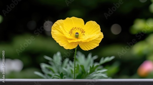 A vibrant yellow poppy flower in full bloom standing tall in a lush green garden, close-up shot with blurred natural background, and sunny day.