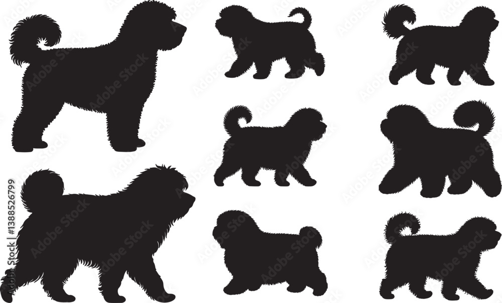 Naklejka premium Bolognese Dog