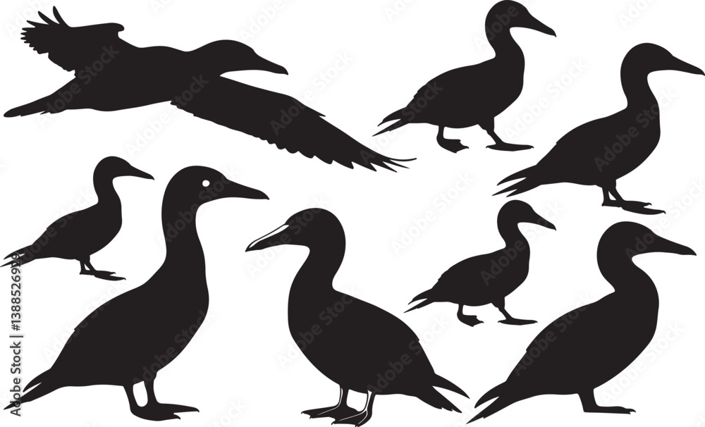 Fototapeta premium Cape Gannet Silhouette