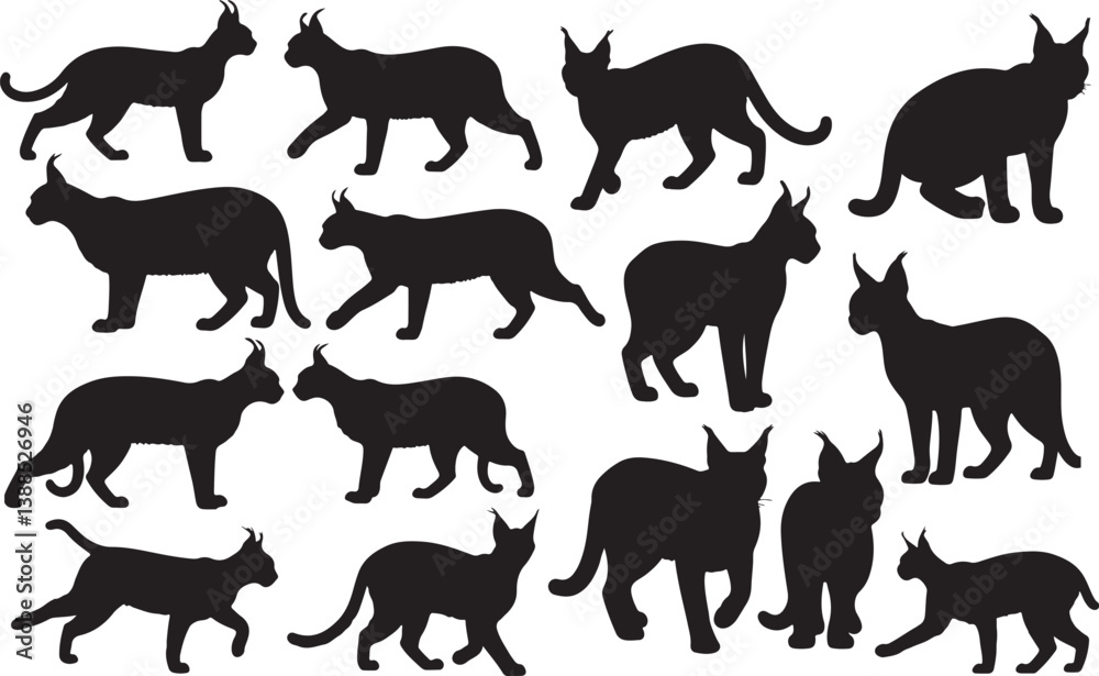 Fototapeta premium Caracal Silhouettes