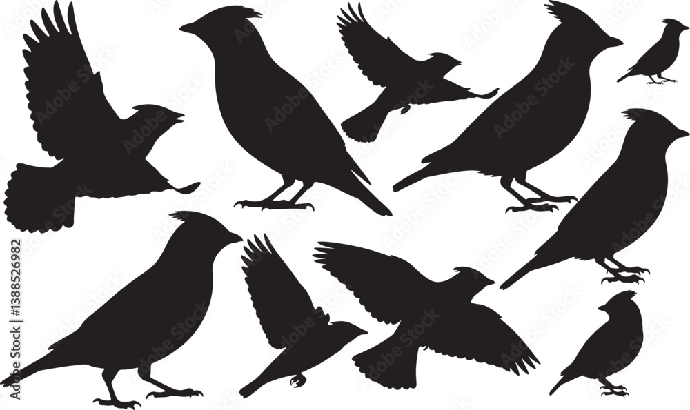 Fototapeta premium Cedar Waxwing Silhouette