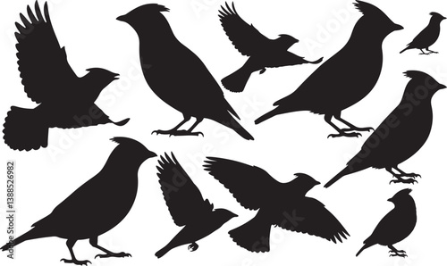 Cedar Waxwing Silhouette