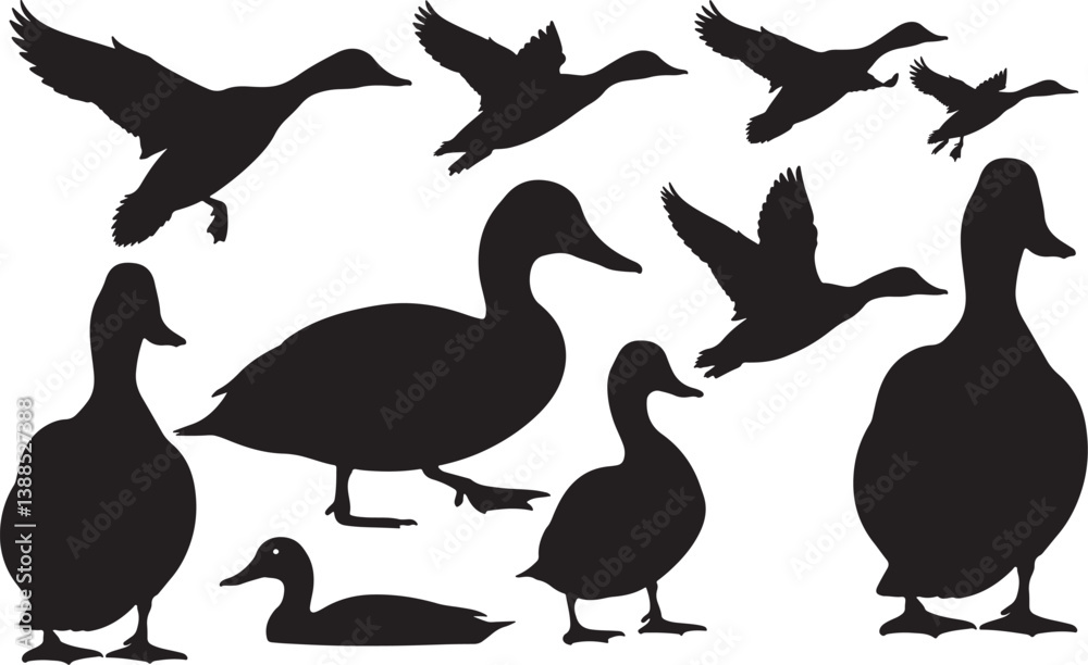 Obraz premium Canvasback Silhouette