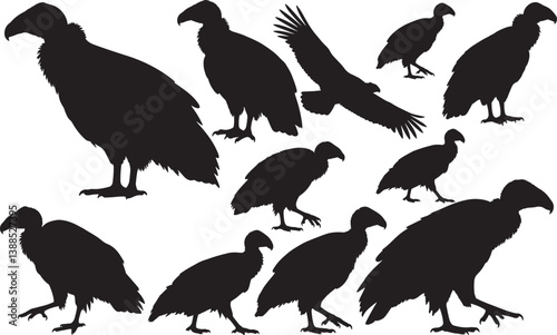 California Condor Silhouette