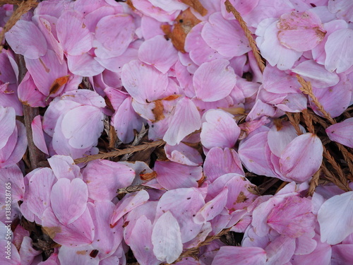 cherry blossom petals