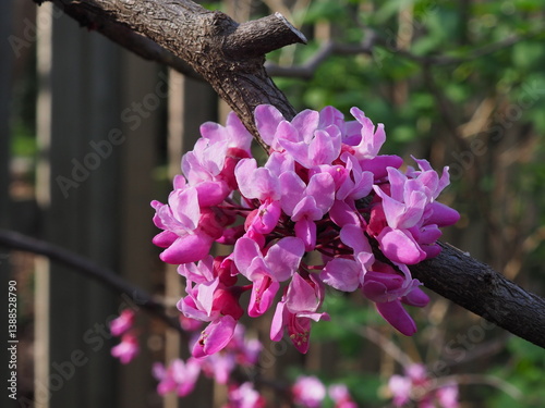 close-up of redbud blossoms