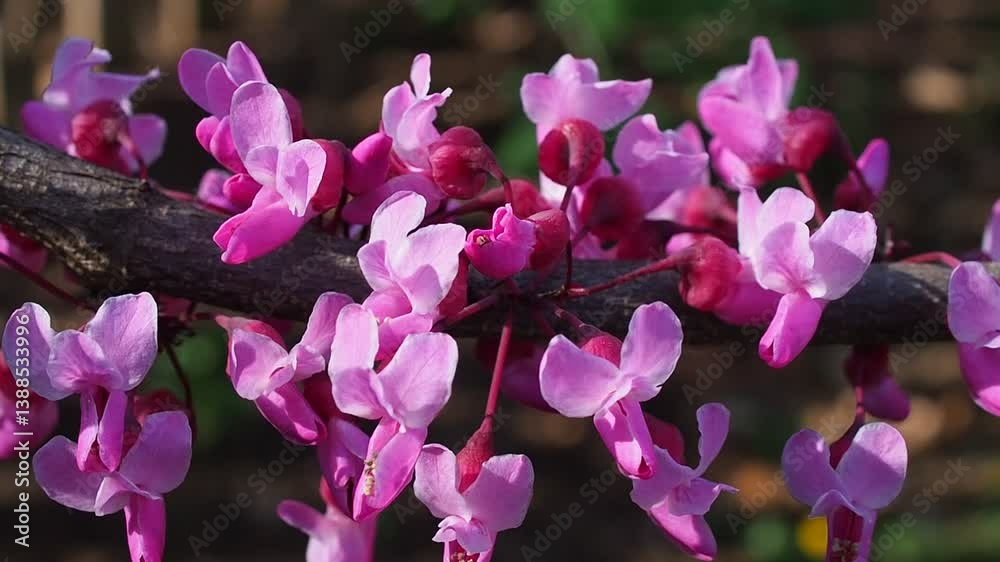 redbud blossoms