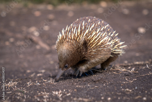 beautiful and curious echidna exploring the wilderness
