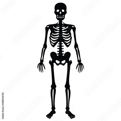 Skeleton isolated on white background