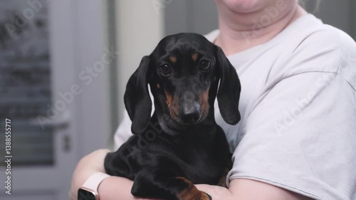 A black and tan dachshund is being held in the arms of a person wearing a white shirt in an indoor setting with a door and blurred background. A spoiled puppy sits in the arms of his owner