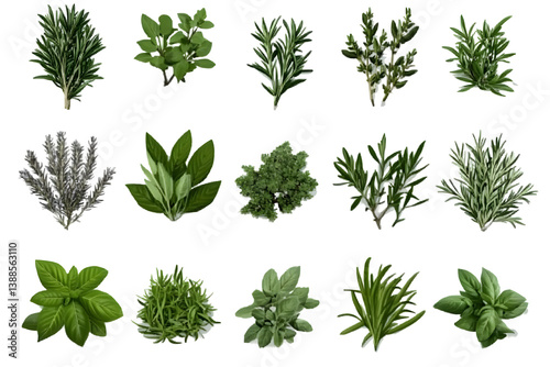 Isolated Herbs Collection on Transparent Background as Illustration