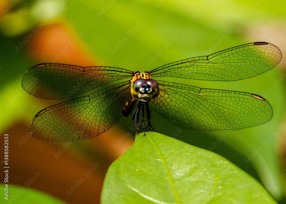 dragonfly on a leaf dragonfly on a leaf