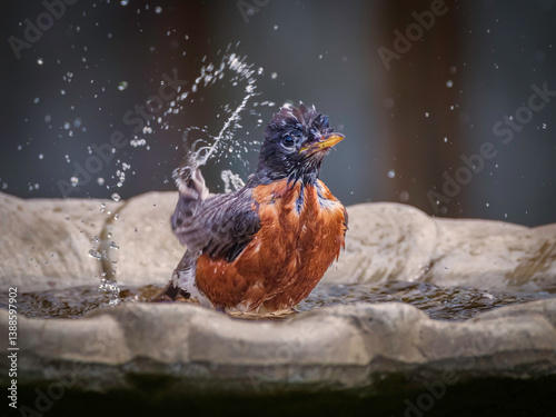 Photos American Robin taking a bird bath in birdbath on a hot summer day