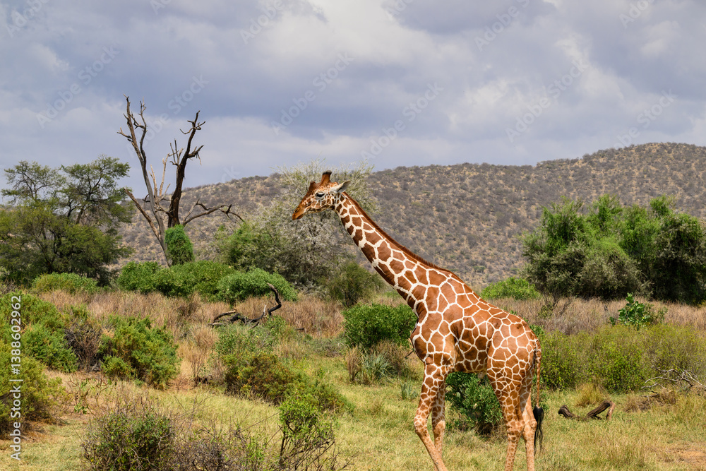 Fototapeta premium Reticulated Giraffe standing tall and facing the camera against a scenic backdrop