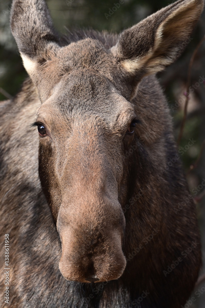 Fototapeta premium An adult moose (Alces alces) in Alaska's boreal forest.