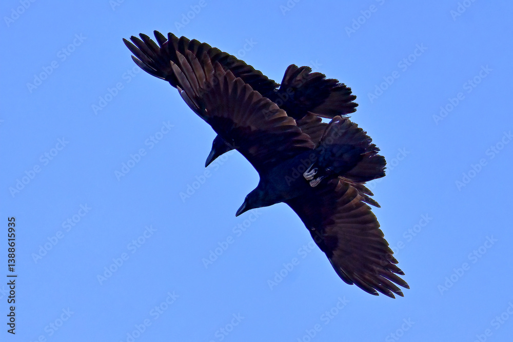 Fototapeta premium A pair of Common Ravens (Corvus corax) soar through a clear blue Alaska sky.