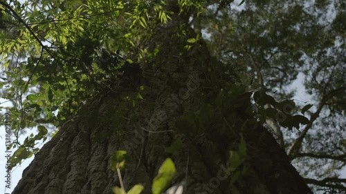 Trunk of Rosewood tree, Aspidosperma polyneuron, amidst lush tropical vegetation.