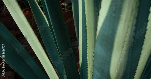 A green agave plant rises among many others in a rural Mexican field. The camera slowly moves upward, showing the texture, sharp tips, and size of the leaves under soft daylight.