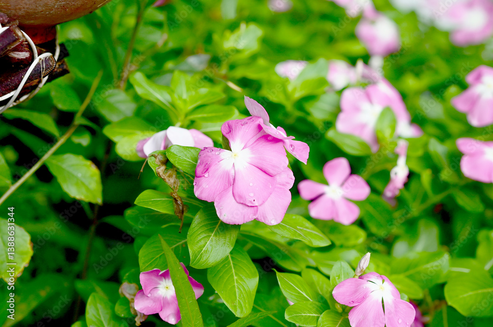 Tableau sur toile Nature view of pink flowers on blurred background in garden