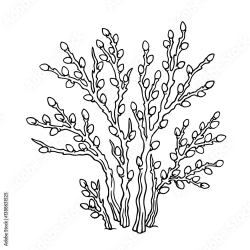 Pussy-willow. Isolated outline hand drawn illustration of willow bush. Single natural object on white from Spring collection for winter, spring or autumn season, background or landscape creation