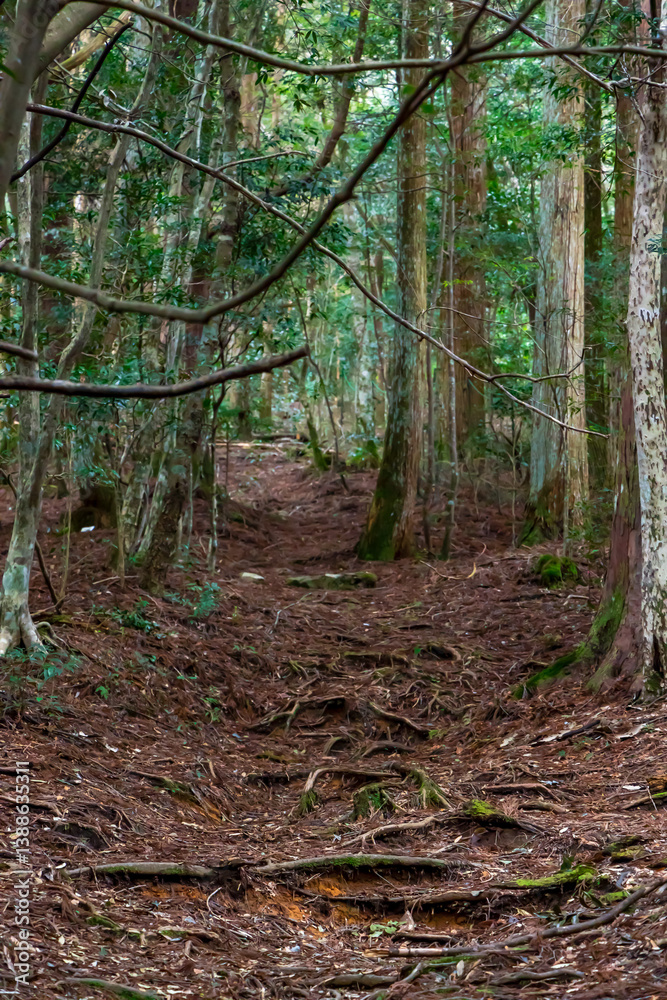Fototapeta premium うっそうとした登山道 Dense mountain trail