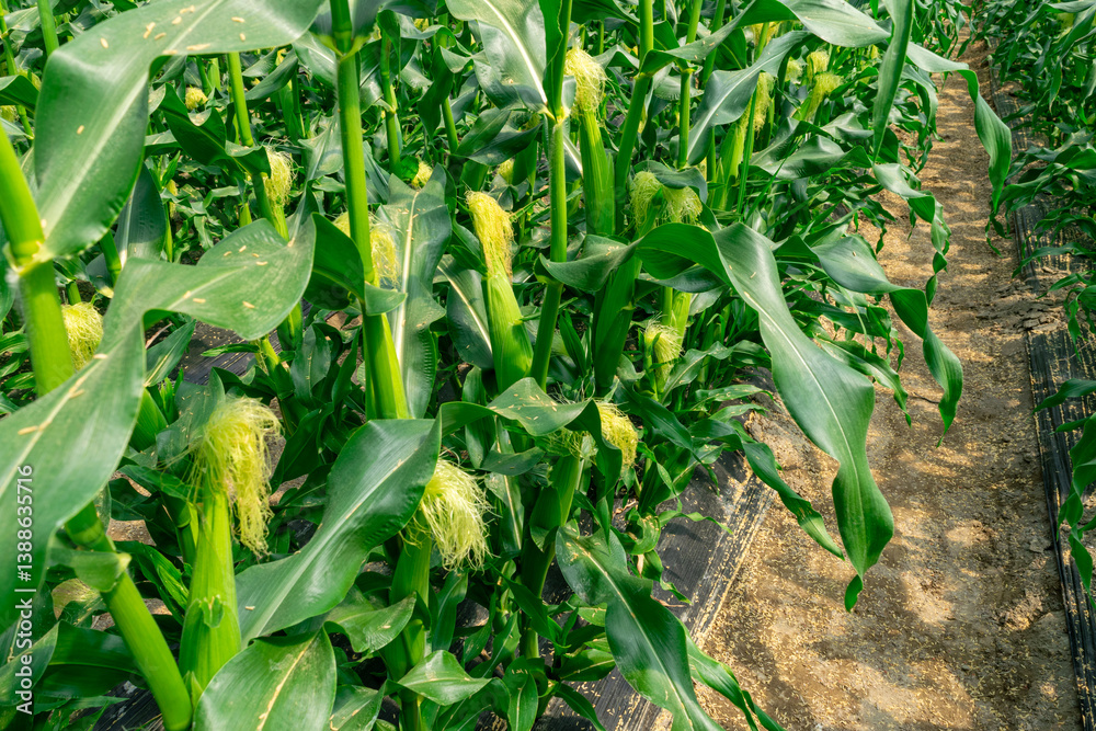 Obraz premium 青々としたトウモロコシ畑 Lush corn field