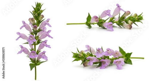 Elegant composition of skullcap flower showcasing botanical beauty on a white backdrop