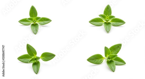 Elegant presentation: Four thyme sprigs on a pristine white canvas emphasizing simplicity