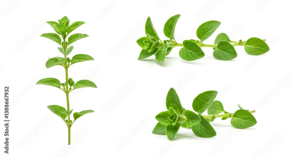 Vibrant oregano sprigs against white backdrop creating natural food essence