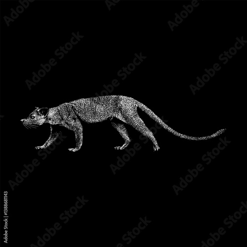 Fossa hand drawing vector isolated on black background. photo