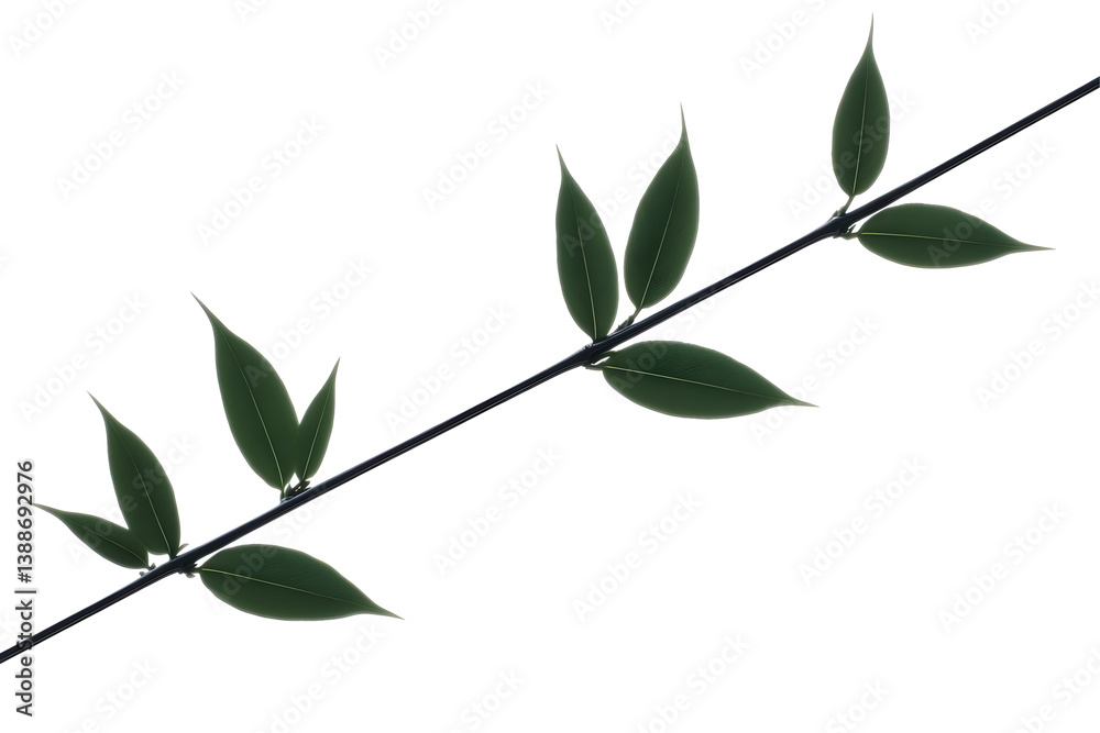Obraz premium Isolated Green Leaf Branch Illustration On Transparent Background