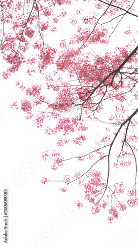 Isolated Illustration Of Pink Cherry Blossom Branch On Transparent Background