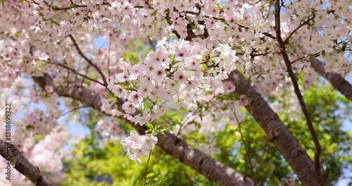 Zoom In of Blooming Cherry Blossoms On Tree Branches In Spring Sunshine