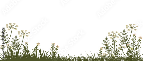 shepherd's purse and caraway,, meridian fennel, field flowers, vector drawing wild plants at white background, floral elements, hand drawn botanical illustration