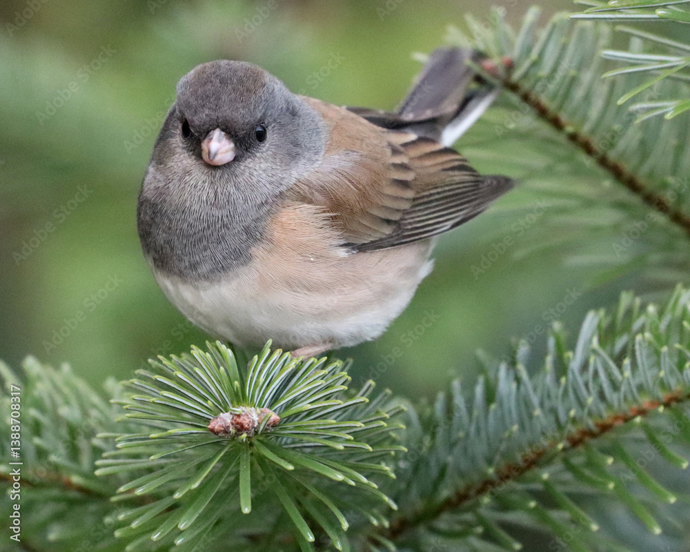 Fototapeta premium Oregon Junco perched on an evergreen branch