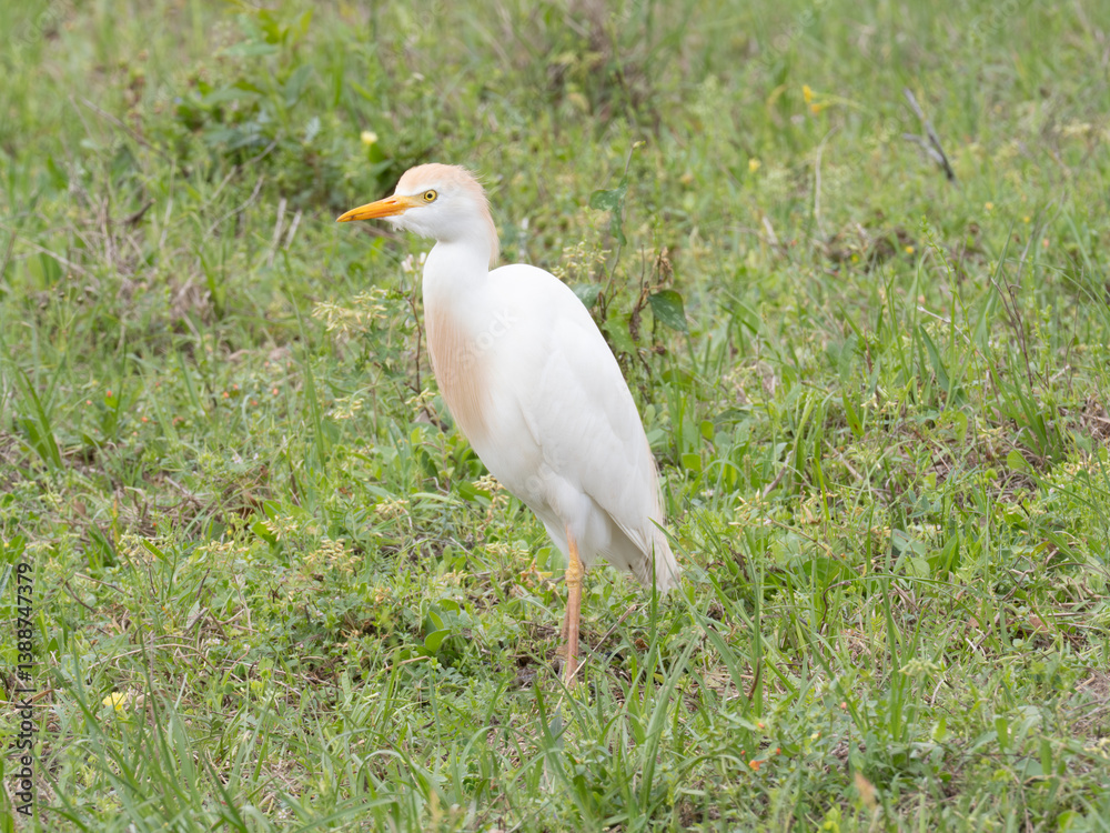 Obraz premium Close Up of a Cattle Egret Standing in a Grassy Field Facing Left