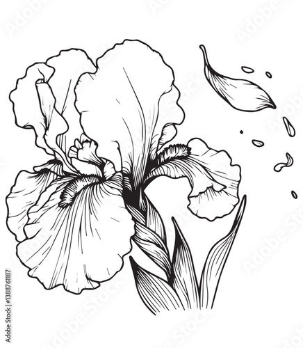 Coloring book iris losing a delicate petal. A moment of fleeting beauty with a falling leaf