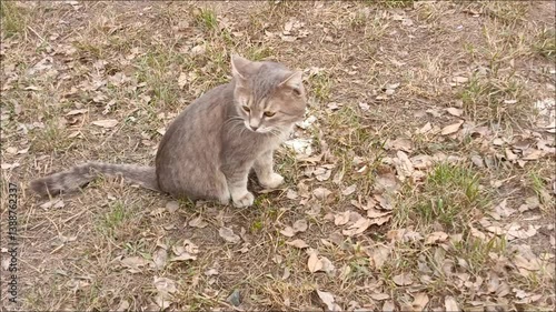 A grey cat with an amputated hind leg runs on the grass. The consequences of animal cruelty. The house cat is disabled. 