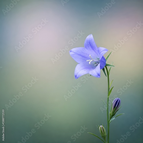 bell flower isolated on blur background