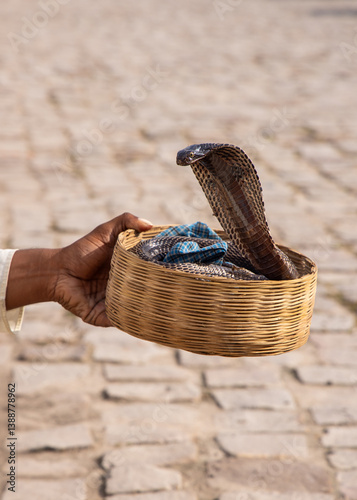 Close up view of snake charmer holding the King Cobra in the basket