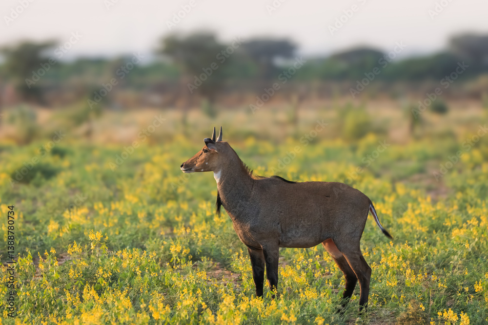 Naklejka premium Nilgai animal in the wildflower meadow in rural Rajasthan India