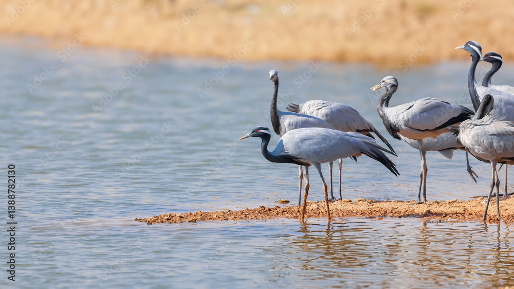 Obraz premium Demoiselle crane birds migrate to Rajasthan, India from Mongolia during winter time.